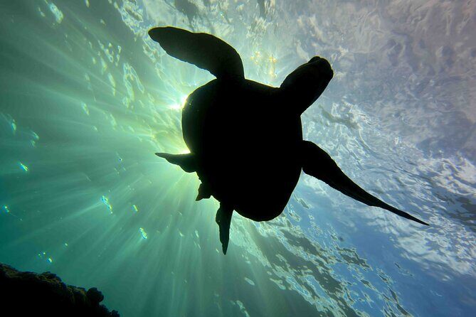 Try Scuba Diving in Kauai: No Experience Needed - The Full Experience: A Deep Dive into the Day