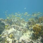 Try Scuba Diving with Professional Scuba Instructor - Who Is This Tour Best Suited For?