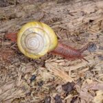 Tryon Creek Eco-tour With a Master Naturalist - FAQs