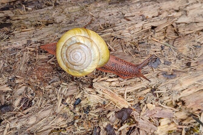 Tryon Creek Eco-tour With a Master Naturalist - FAQs