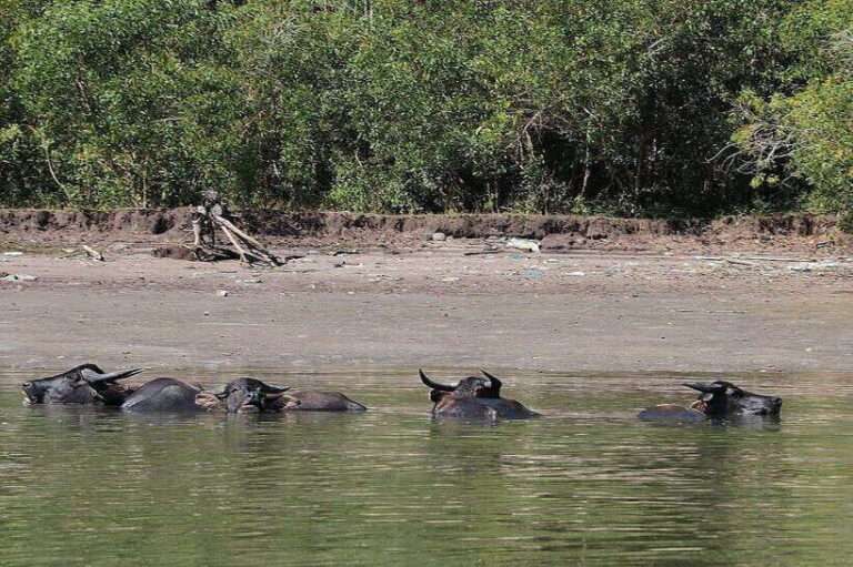 Tuaran, Sabah: Mengkabong Paradise - Who Will Love This Tour?