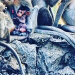 Tuk Tuk Tour (Full-Day) - A Deep Dive into the Battambang Tuk Tuk Tour