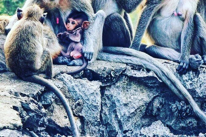 Tuk Tuk Tour (Full-Day) - A Deep Dive into the Battambang Tuk Tuk Tour