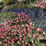 Tulip Festival in Skagit Valley Tour from Seattle - Authentic Insights & Traveler Feedback