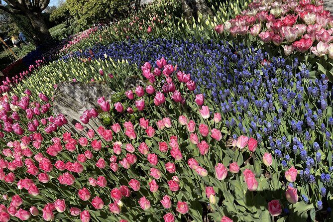 Tulip Festival in Skagit Valley Tour from Seattle - Authentic Insights & Traveler Feedback