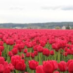 TULIP Festival @ Skagit Valley, La Conner & Deception Pass in SUV - Analyzing the Value