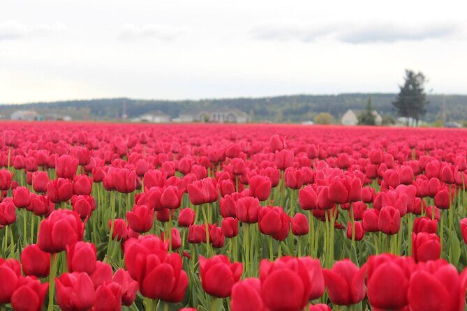 TULIP Festival @ Skagit Valley, La Conner & Deception Pass in SUV - Analyzing the Value