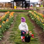Tulip Valley Farms U Pick Experience - Educational and Interactive Elements