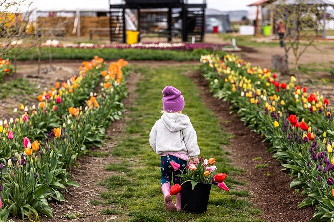 Tulip Valley Farms U Pick Experience - Educational and Interactive Elements