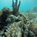 Tulum: 2 spot Reef Snorkel 1 hour 30 minutes - Who Should Consider This Tour?