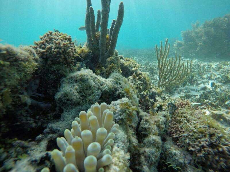 Tulum: 2 spot Reef Snorkel 1 hour 30 minutes - Who Should Consider This Tour?