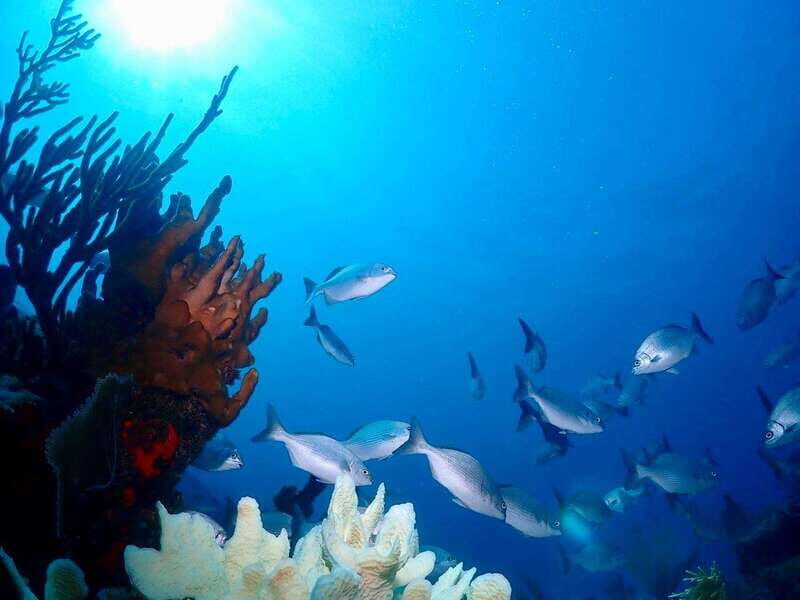 Tulum: 2 Tank Reef Diving - Final Thoughts on the Tour