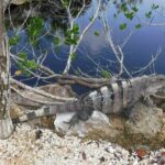 Tulum Adventure (Private, Full Day) - Who Is This Tour Perfect For?