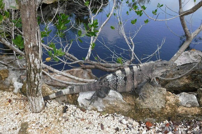 Tulum Adventure (Private, Full Day) - Who Is This Tour Perfect For?