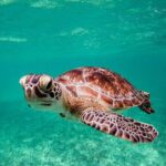 Tulum & Akumal: Swim with Turtles from Riviera Maya - How This Tour Fits Into Your Travel Plans