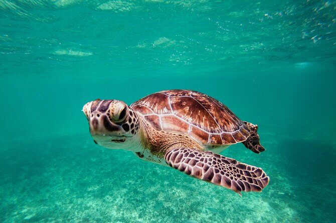 Tulum & Akumal: Swim with Turtles from Riviera Maya - How This Tour Fits Into Your Travel Plans