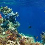 Tulum Area Experiences Guided 2 Tank Scuba Dive Casa Cenote & Barrier Reef-Lunch - The Sum Up: Who Will Love This Tour?