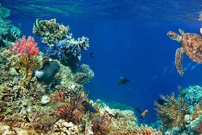 Tulum Area Experiences Guided 2 Tank Scuba Dive Casa Cenote & Barrier Reef-Lunch - The Sum Up: Who Will Love This Tour?