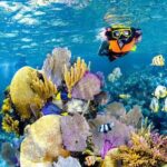 Tulum Area Experiences Guided Snorkeling Tour - Casa Cenote + Ocean Reef & Lunch - Authentic Reviews from Travelers