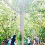 Tulum, Jungle ATV and Cenote Adventure - Practical Details and Value