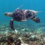 Tulum Private Boat Tour & Turtle Snorkeling Experience - Logistics and Practical Details