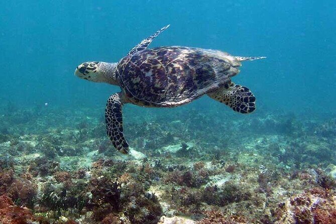 Tulum Private Boat Tour & Turtle Snorkeling Experience - Logistics and Practical Details