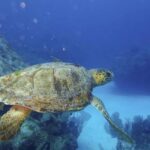 Tulum: Reef Snorkel Tour - What to Expect on the Tour