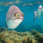 Tulum ruins, Swim with turtles and Cenote From Cancun - Who Should Consider This Tour?