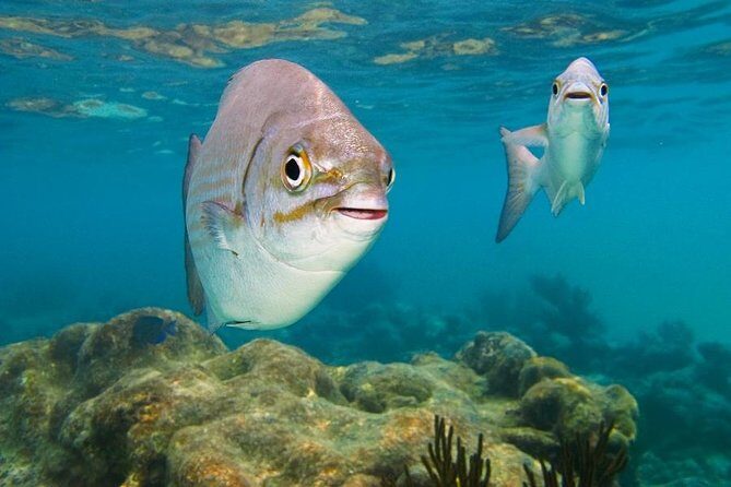 Tulum ruins, Swim with turtles and Cenote From Cancun - Who Should Consider This Tour?