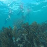 Tulum ruins swim with turtles in Akumal and Cenote - Who Will Love This Tour?