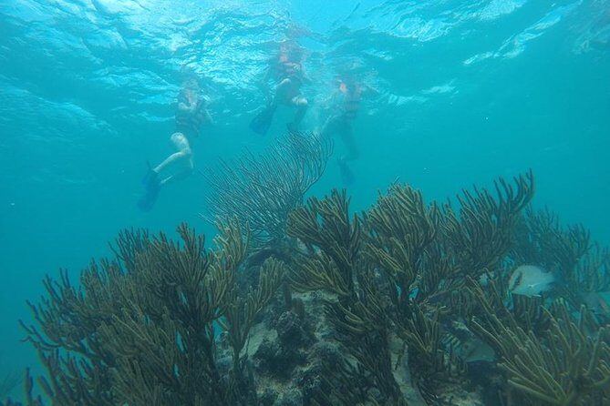 Tulum ruins swim with turtles in Akumal and Cenote - Who Will Love This Tour?