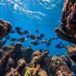 Tulum: Snorkeling at Paradise Reef - Who Will Love This Tour?