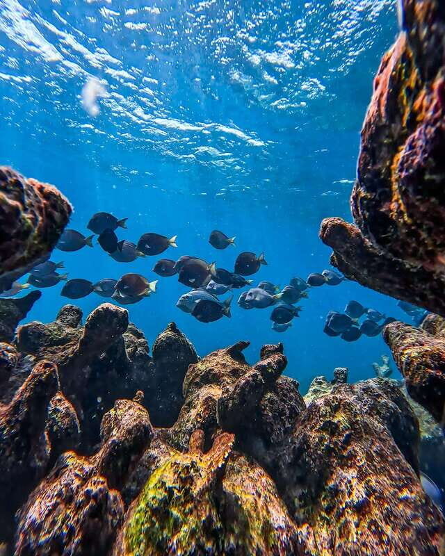 Tulum: Snorkeling at Paradise Reef - Who Will Love This Tour?