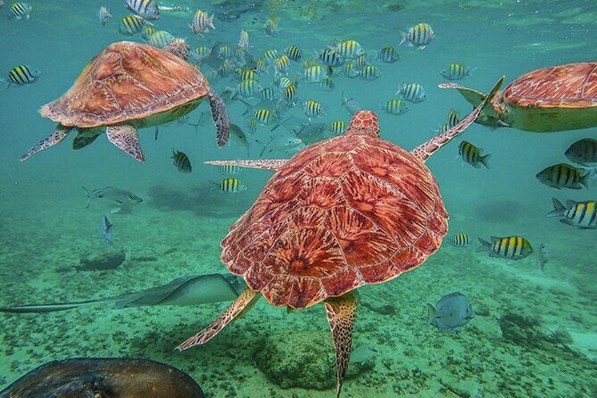 Tulum, Snorkeling with Sea Turtles, Cenote and Beachside Lunch - What Reviewers Say