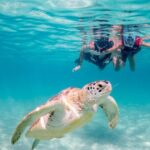 Tulum VIP Private Tour with Sea Turtles & Cenote  Award-Winning - The Sum Up