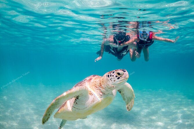 Tulum VIP Private Tour with Sea Turtles & Cenote  Award-Winning - The Sum Up