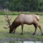 Turnagain Arm Sightseeing Experience and Wildlife Tour - The Sum Up