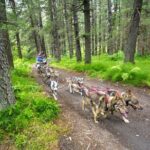 Turning Heads Kennel Dogsledding Experience & Tour - An In-Depth Look at the Turning Heads Kennel Tour
