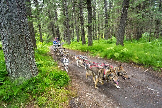 Turning Heads Kennel Dogsledding Experience & Tour - An In-Depth Look at the Turning Heads Kennel Tour