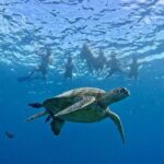 Turtle Canyon Snorkel Adventure in Waikiki - The Sum Up