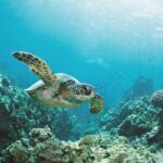 Turtle Canyon Snorkel Adventure in Waikiki, Oahu - The Sum Up