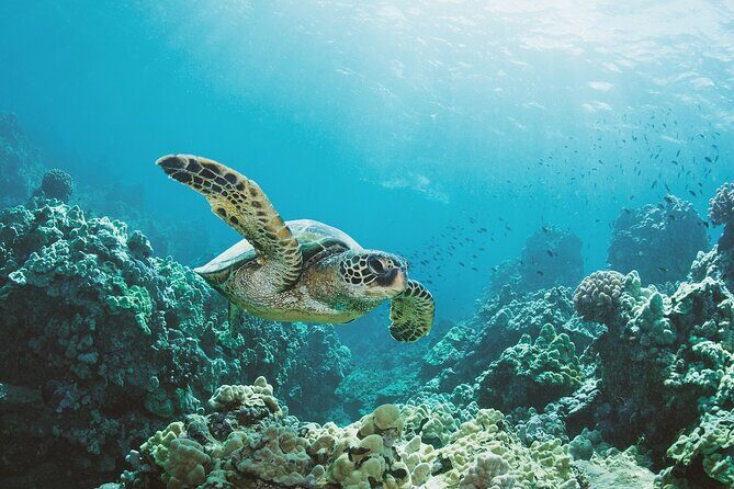 Turtle Canyon Snorkel Adventure in Waikiki, Oahu - The Sum Up