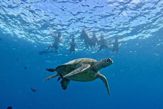 Turtle Canyon Snorkel Adventure in Waikiki - The Sum Up