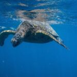 Turtle Canyon Snorkel from Waikiki: Turtles Guaranteed - The Value of This Tour