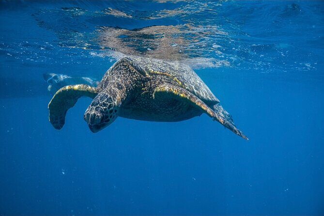 Turtle Canyon Snorkel from Waikiki: Turtles Guaranteed - The Value of This Tour