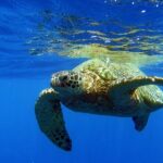 Turtle Canyon Waikiki Snorkel Adventure - Frequently Asked Questions