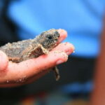 *Turtle Hatching + 3 Palos Lagoon Boat Ride & Crocs Farm - Who Will Love This Tour?