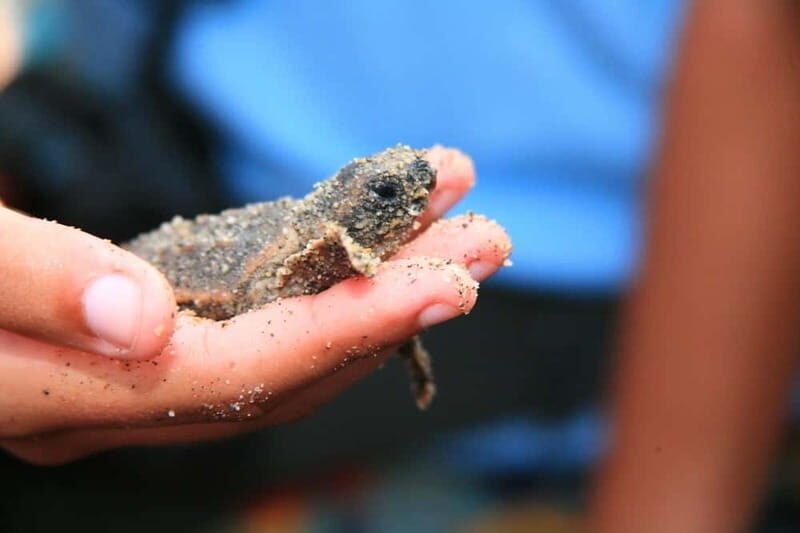 *Turtle Hatching + 3 Palos Lagoon Boat Ride & Crocs Farm - Who Will Love This Tour?
