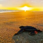 Turtle Release and Bioluminescence - What Travelers Say