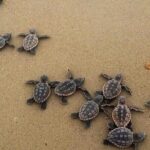 Turtle Release Playa Blanca - Authentic Experiences and Genuine Value